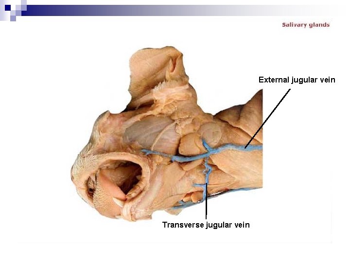 External jugular vein Transverse jugular vein 