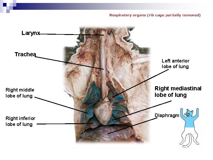 Larynx Trachea Left anterior lobe of lung Right middle lobe of lung Right inferior