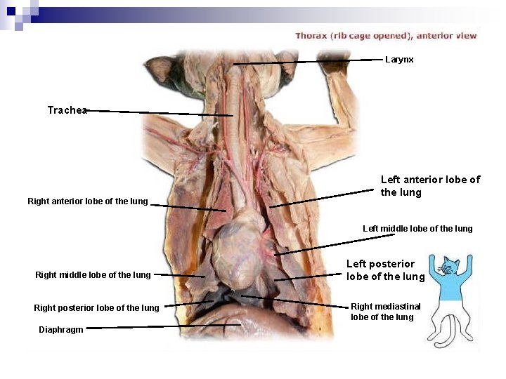 Larynx Trachea Right anterior lobe of the lung Left middle lobe of the lung