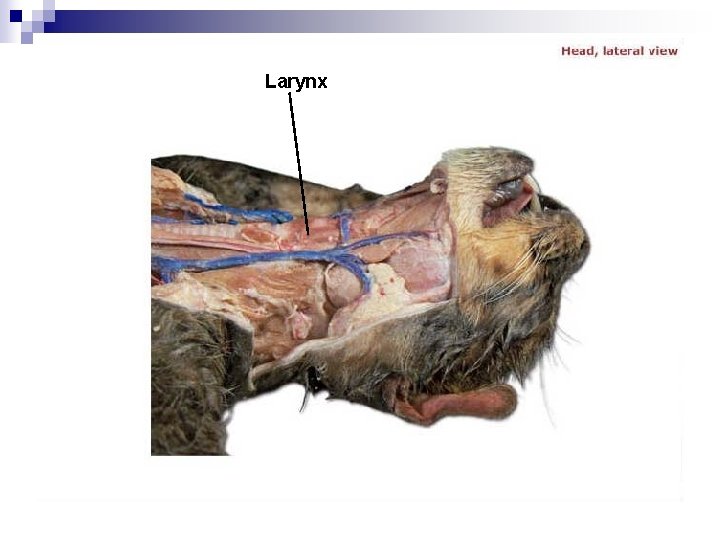 Larynx 