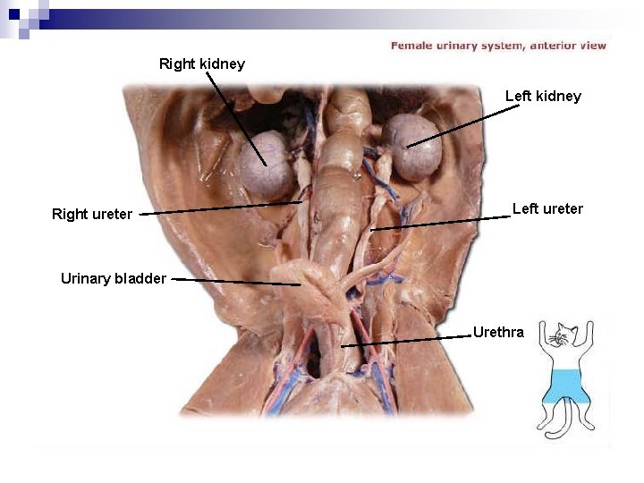 Right kidney Left kidney Right ureter Left ureter Urinary bladder Urethra 