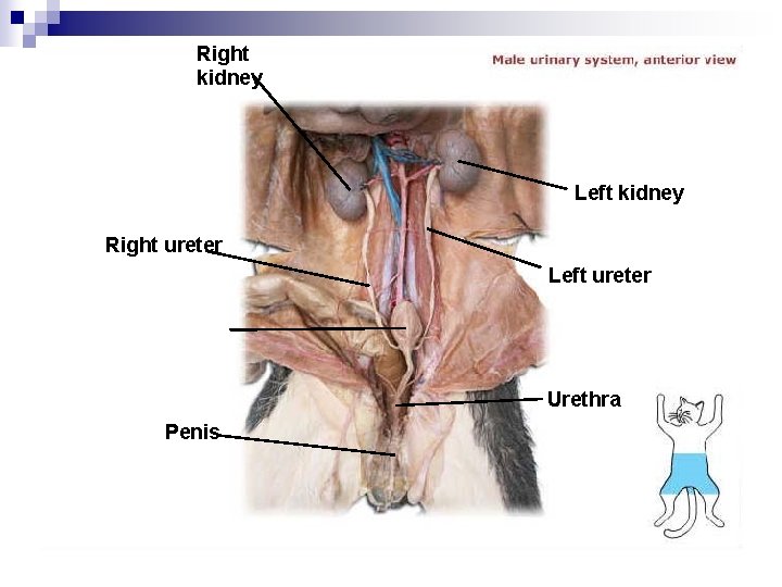 Right kidney Left kidney Right ureter Left ureter Urinary bladder Urethra Penis 