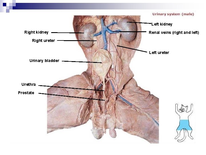 Left kidney Right kidney Renal veins (right and left) Right ureter Left ureter Urinary