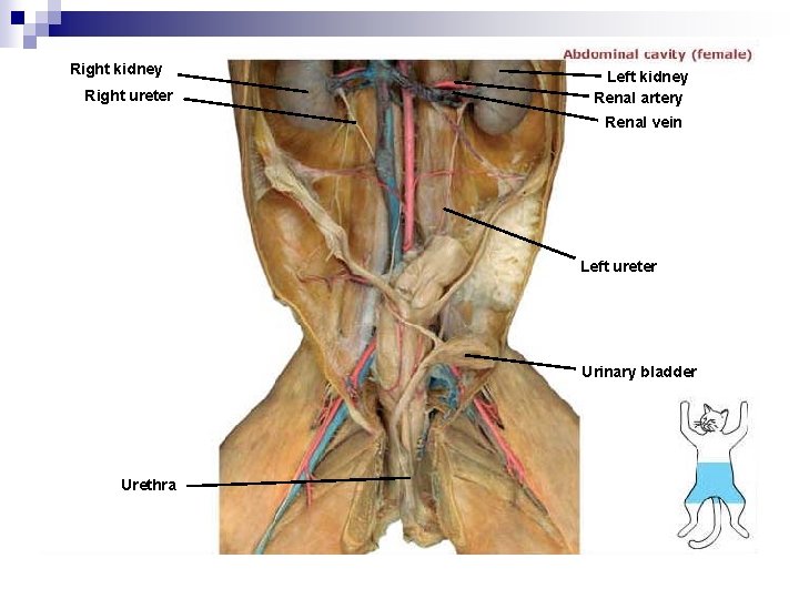 Right kidney Right ureter Left kidney Renal artery Renal vein Left ureter Urinary bladder