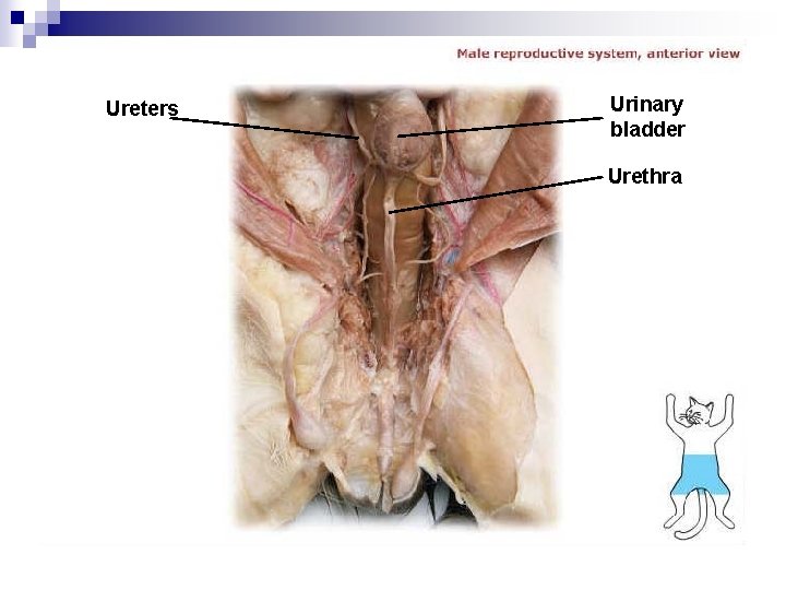 Ureters Urinary bladder Urethra 