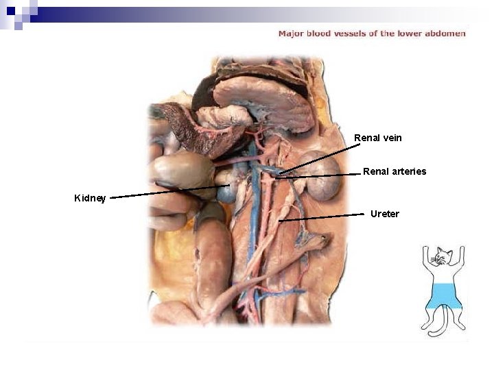 Renal vein Renal arteries Kidney Ureter 