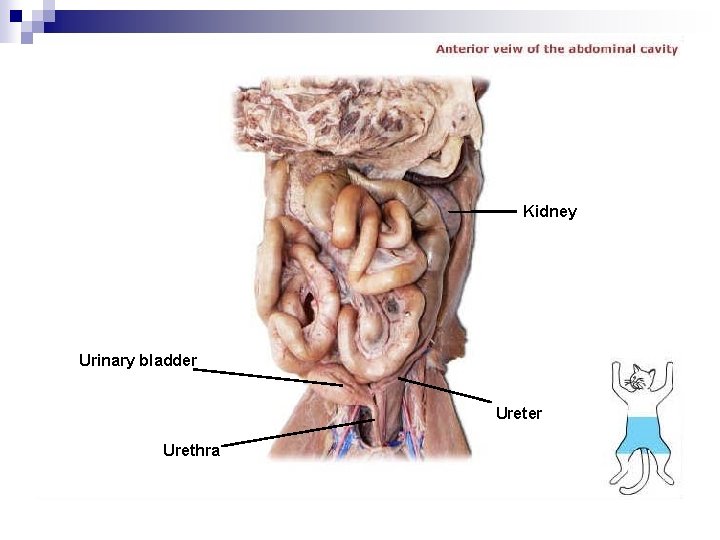 Kidney Urinary bladder Urethra 