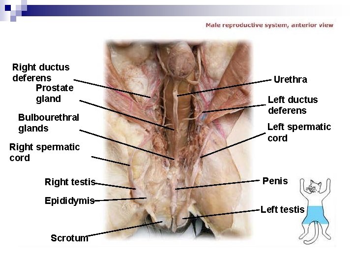 Right ductus deferens Prostate gland Bulbourethral glands Right spermatic cord Right testis Epididymis Scrotum