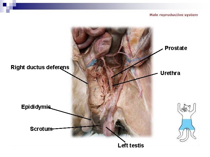 Prostate Right ductus deferens Urethra Epididymis Scrotum Left testis 