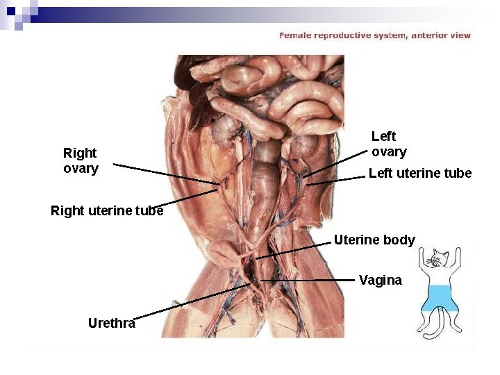 Right ovary Left uterine tube Right uterine tube Uterine body Vagina Urethra 