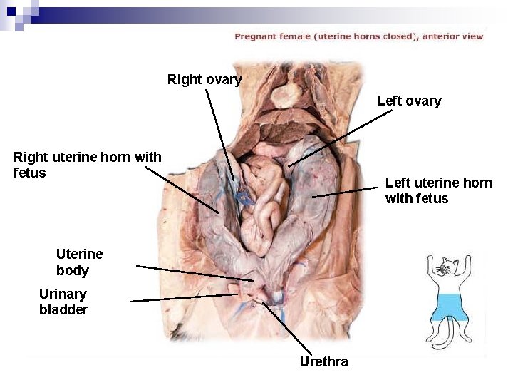 Right ovary Left ovary Right uterine horn with fetus Left uterine horn with fetus