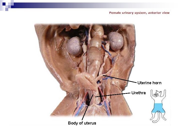 Uterine horn Urethra Body of uterus 