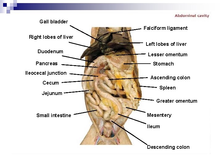 Gall bladder Falciform ligament Right lobes of liver Left lobes of liver Duodenum Pancreas
