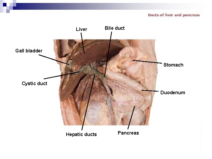 Liver Bile duct Gall bladder Stomach Cystic duct Duodenum Hepatic ducts Pancreas 