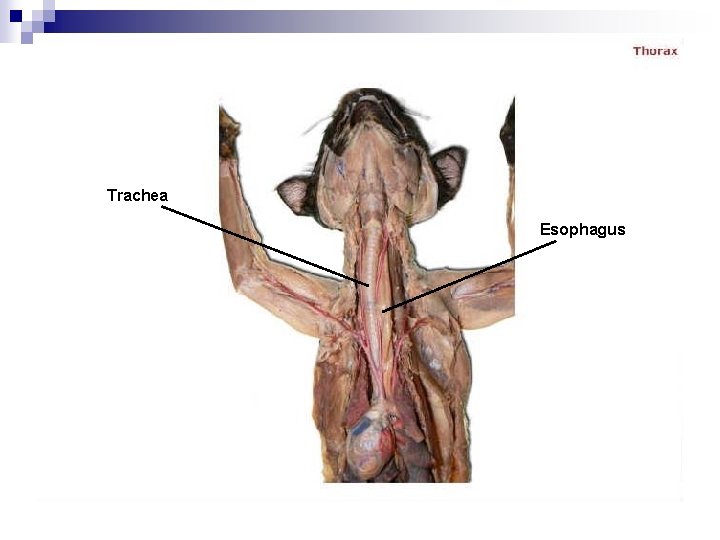 Trachea Esophagus 