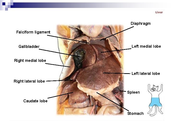 Diaphragm Falciform ligament Gallbladder Left medial lobe Right medial lobe Left lateral lobe Right