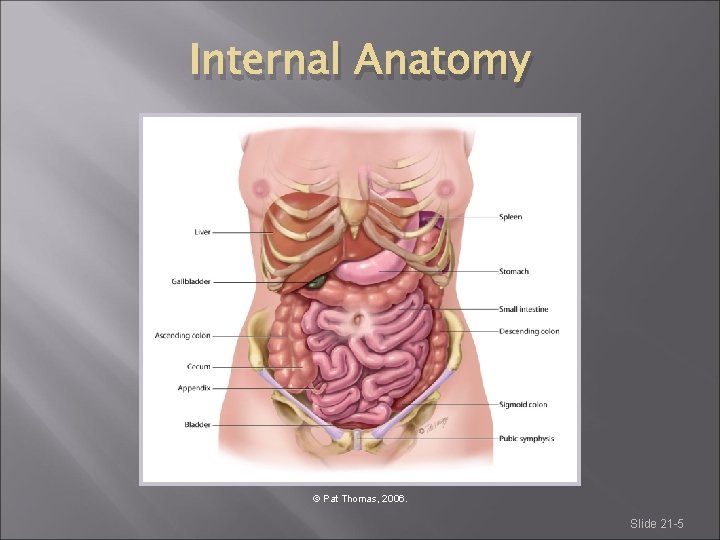 Internal Anatomy © Pat Thomas, 2006. Slide 21 -5 Internal Anatomy © Pat Thomas, 2006. Slide 21 -5