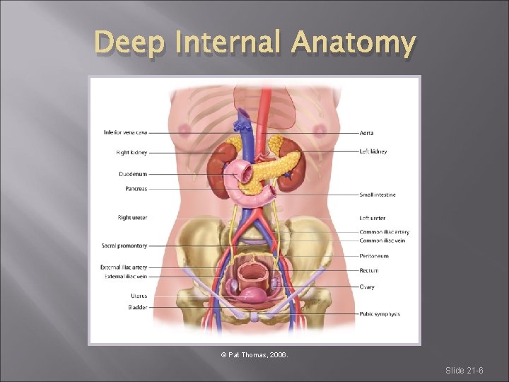 Deep Internal Anatomy © Pat Thomas, 2006. Slide 21 -6 Deep Internal Anatomy © Pat Thomas, 2006. Slide 21 -6