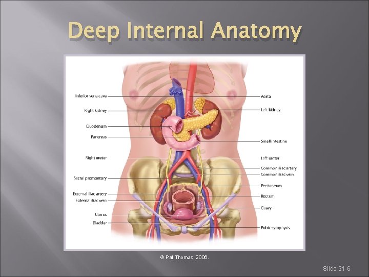 Deep Internal Anatomy © Pat Thomas, 2006. Slide 21 -6 