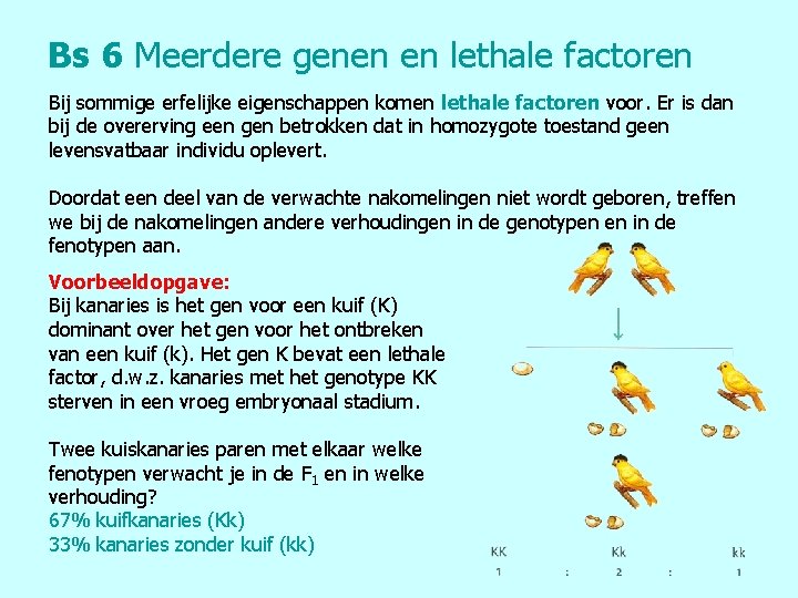 Bs 6 Meerdere genen en lethale factoren Bij sommige erfelijke eigenschappen komen lethale factoren