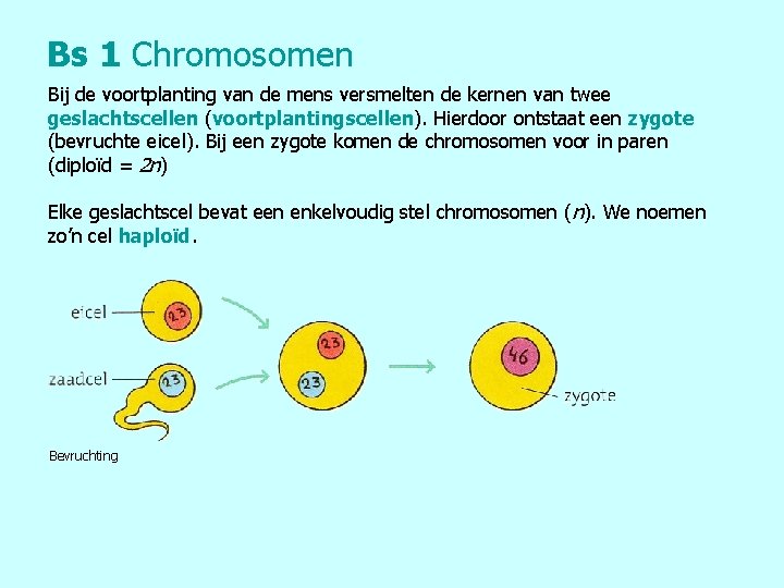 Bs 1 Chromosomen Bij de voortplanting van de mens versmelten de kernen van twee