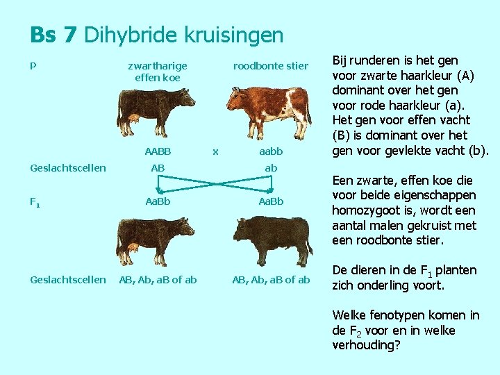 Bs 7 Dihybride kruisingen P zwartharige effen koe AABB Geslachtscellen F 1 Geslachtscellen roodbonte