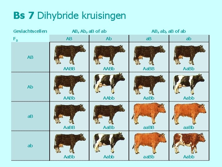 Bs 7 Dihybride kruisingen Geslachtscellen F 2 AB, Ab, a. B of ab AB,