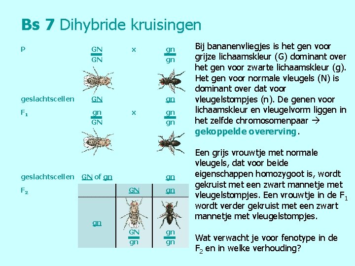 Bs 7 Dihybride kruisingen P GN GN geslachtscellen GN F 1 gn GN geslachtscellen