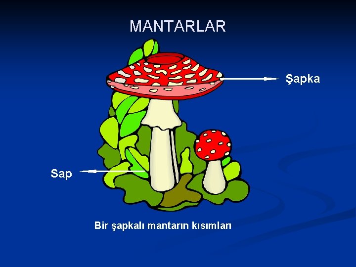 MANTARLAR Şapka Sap Bir şapkalı mantarın kısımları 