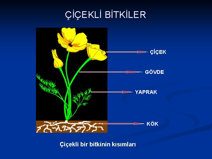 ÇİÇEKLİ BİTKİLER ÇİÇEK GÖVDE YAPRAK KÖK Çiçekli bir bitkinin kısımları 