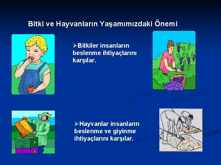 Bitki ve Hayvanların Yaşamımızdaki Önemi ØBitkiler insanların beslenme ihtiyaçlarını karşılar. ØHayvanlar insanların beslenme ve