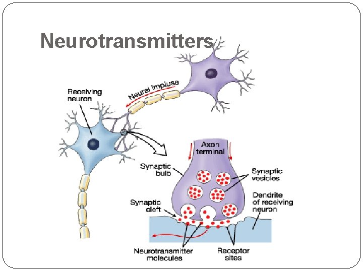 Neurotransmitters 