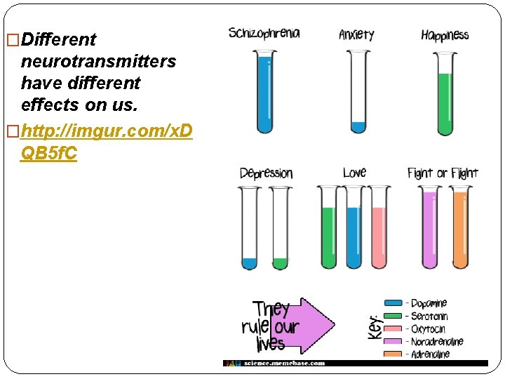 �Different neurotransmitters have different effects on us. �http: //imgur. com/x. D QB 5 f.
