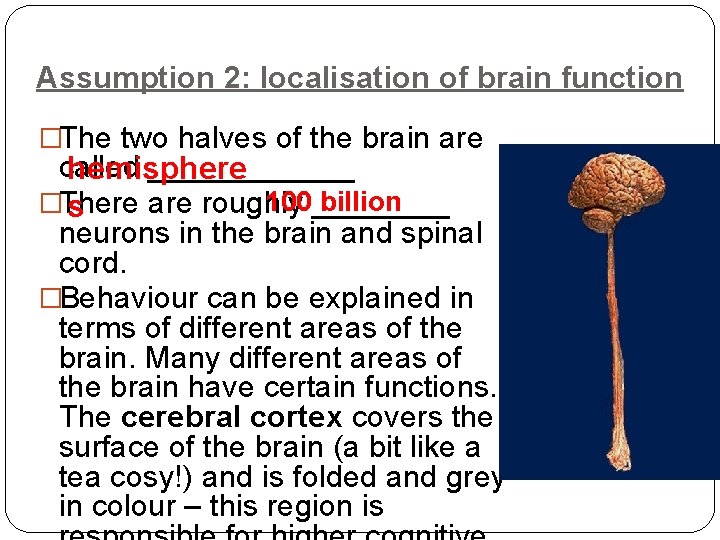 Assumption 2: localisation of brain function �The two halves of the brain are called