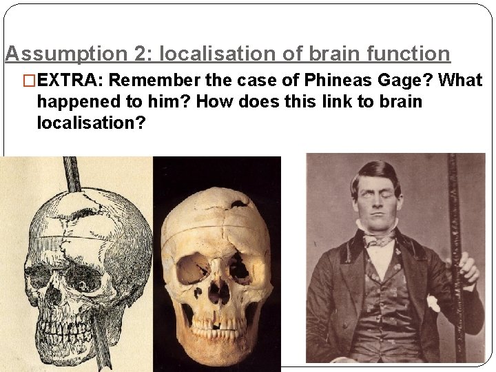 Assumption 2: localisation of brain function �EXTRA: Remember the case of Phineas Gage? What
