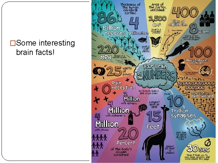 �Some interesting brain facts! 