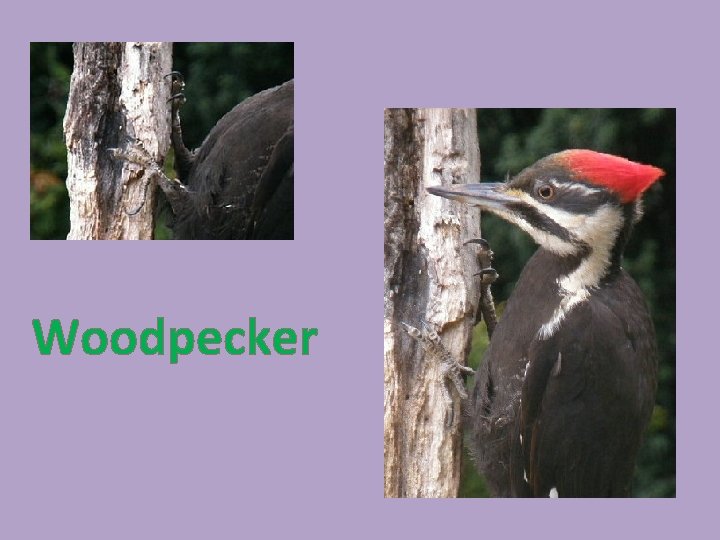 Woodpecker 