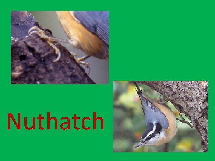 Nuthatch 