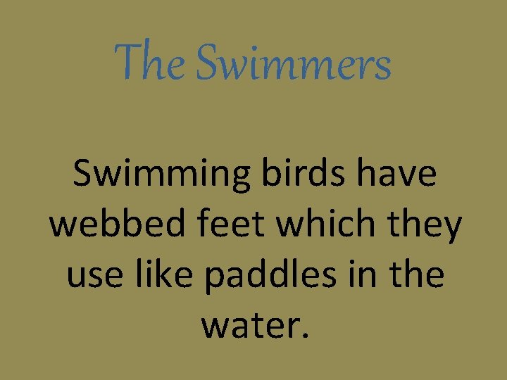 The Swimmers Swimming birds have webbed feet which they use like paddles in the
