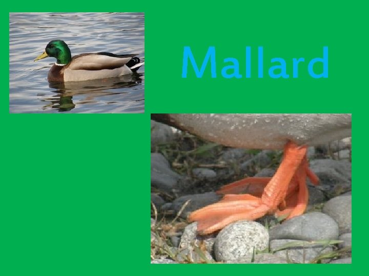 Mallard 