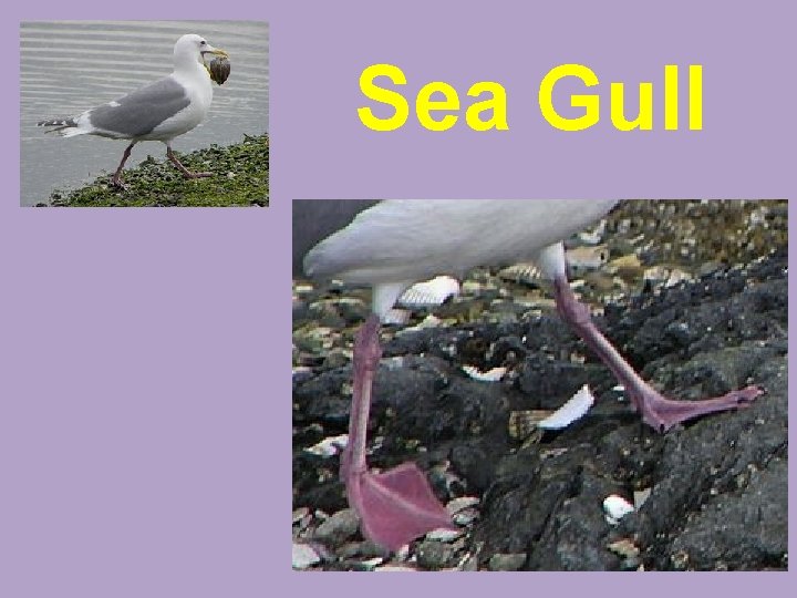 Sea Gull 