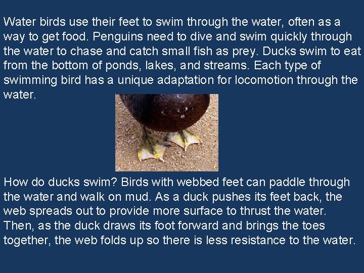 Water birds use their feet to swim through the water, often as a way