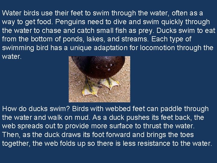 Water birds use their feet to swim through the water, often as a way