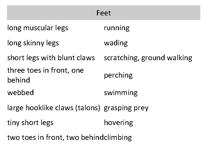 Feet long muscular legs running long skinny legs wading short legs with blunt claws