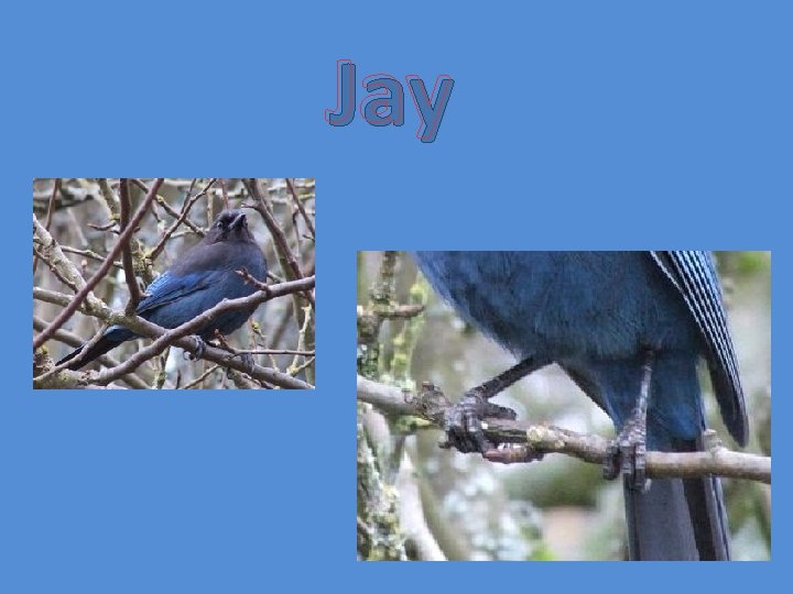 Jay 