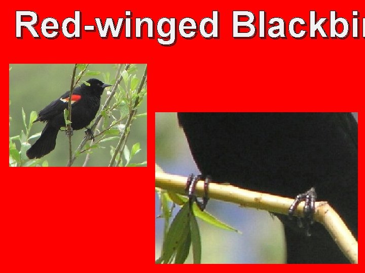 Red-winged Blackbir 