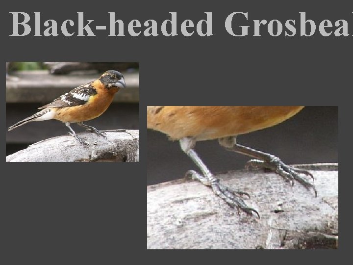 Black-headed Grosbeak 