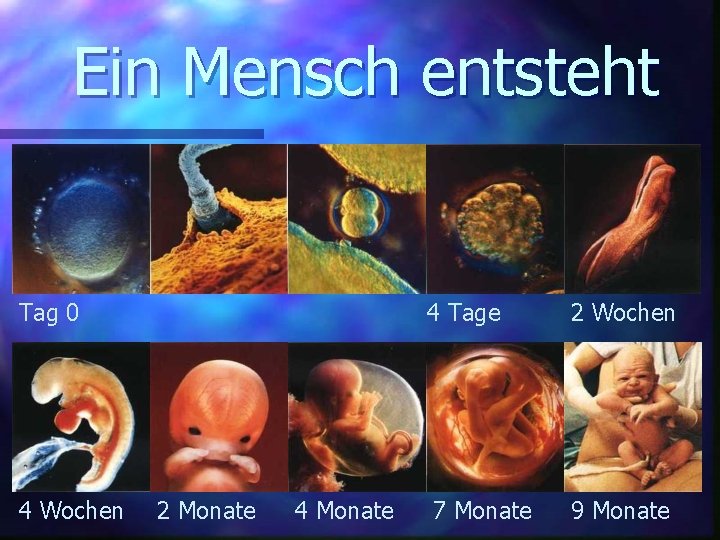 Ein Mensch entsteht Tag 0 4 Wochen 2 Monate 4 Tage 2 Wochen 7