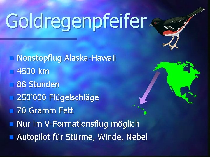 Goldregenpfeifer n Nonstopflug Alaska-Hawaii n 4500 km n 88 Stunden n 250‘ 000 Flügelschläge