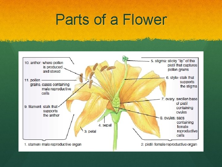 Parts of a Flower 